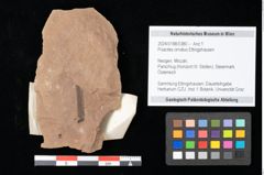 Foto (Objekt + Etikett) von Poacites ornatus Ettingshausen (NHMW-GEO-2024-0188-0380)